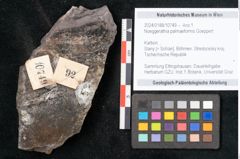 Foto (Objekt + Etikett) von Noeggerathia palmaeformis Goeppert (NHMW-GEO-2024-0188-10749)